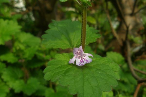 活血丹怎么種 活血丹種植方法與注意事項