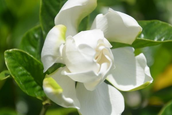 梔子花和白玉蘭的區別是什么 梔子花的品種