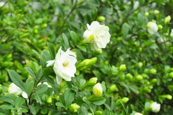 梔子花和白玉蘭的區別是什么 梔子花的品種