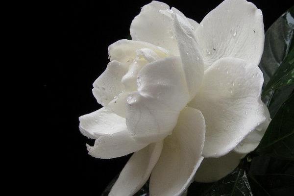 梔子花和白玉蘭的區別是什么 梔子花的品種