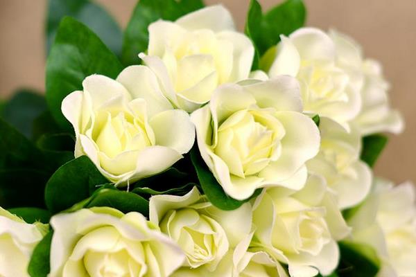 梔子花和白玉蘭的區別是什么 梔子花的品種