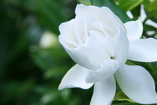 梔子花和白玉蘭的區別是什么 梔子花的品種