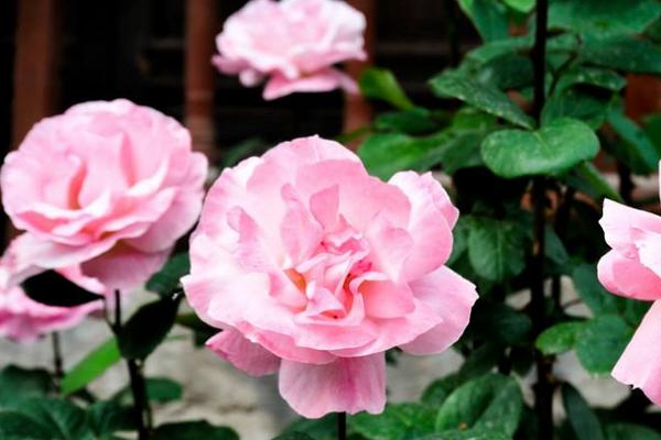 月季花圖片大全 月季花花語及寓意