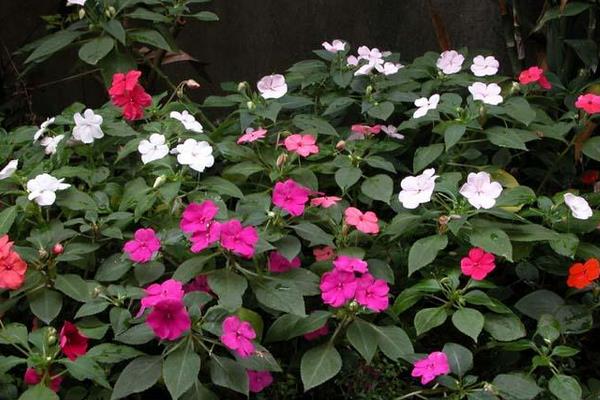 非洲鳳仙種子市場價格多少錢一斤 非洲鳳仙花的種植方法