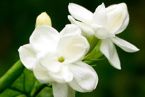 梔子花茶的功效與作用及禁忌 梔子花怎么泡茶