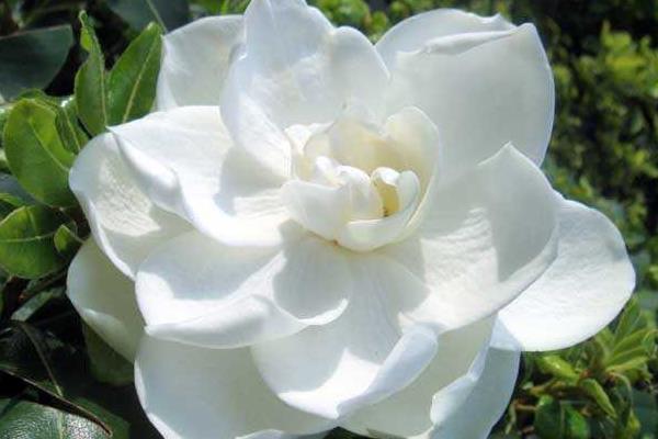 梔子花黃葉怎么辦 梔子花蔫了原因及解決方法