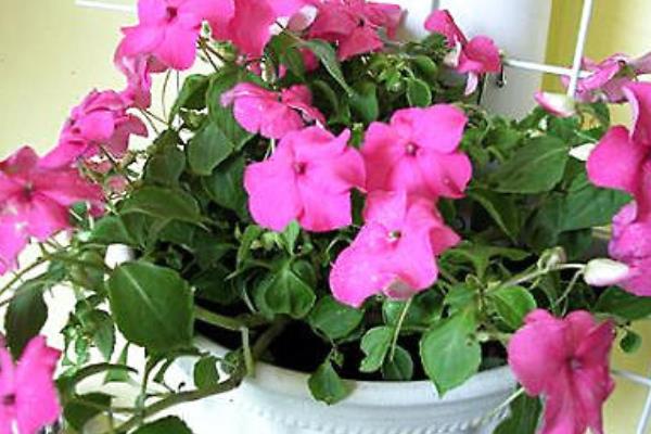 非洲鳳仙市場價格多少錢一盆 非洲鳳仙怎么種