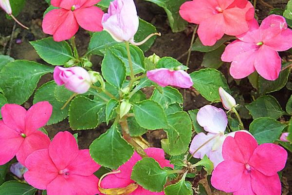 非洲鳳仙市場價格多少錢一盆 非洲鳳仙怎么種