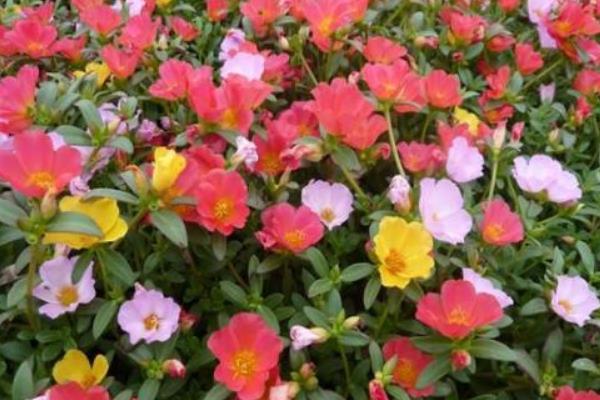 非洲鳳仙市場價格多少錢一盆 非洲鳳仙怎么種