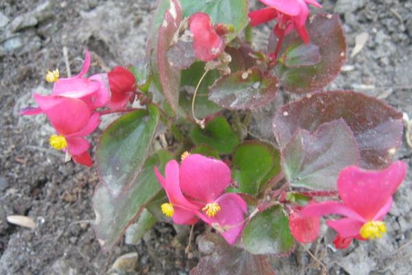 非洲鳳仙市場價格多少錢一盆 非洲鳳仙怎么種