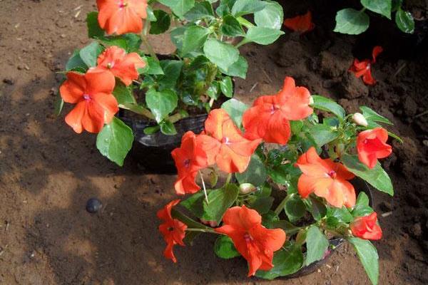 非洲鳳仙市場價格多少錢一盆 非洲鳳仙怎么種