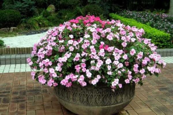 非洲鳳仙市場價格多少錢一盆 非洲鳳仙怎么種