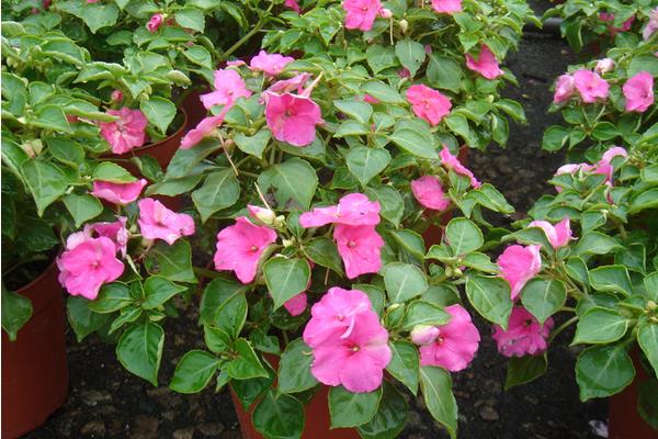 非洲鳳仙市場價格多少錢一盆 非洲鳳仙怎么種