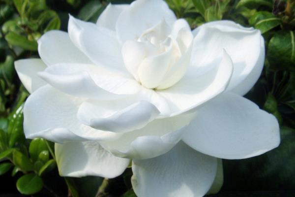 梔子花施肥技巧 梔子花用什么肥料