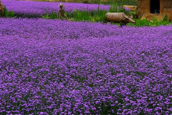 馬鞭草怎么種 馬鞭草種植方法與注意事項