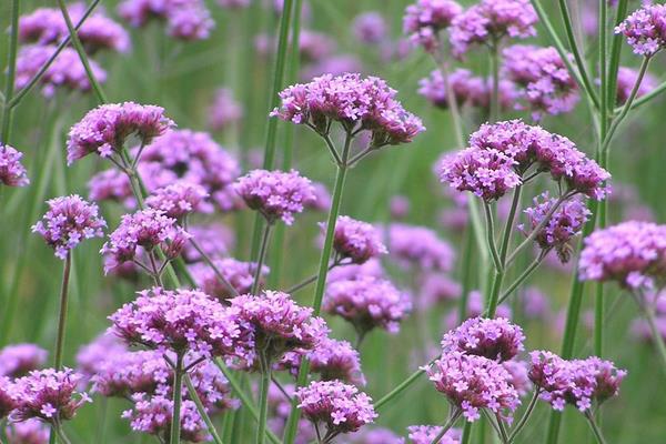 馬鞭草怎么種 馬鞭草種植方法與注意事項