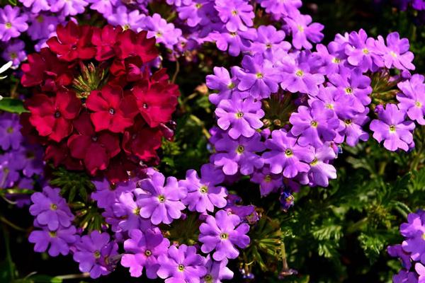 馬鞭草怎么種 馬鞭草種植方法與注意事項