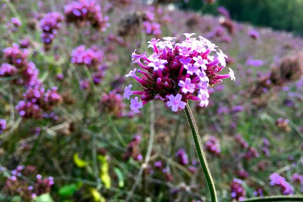 馬鞭草怎么種 馬鞭草種植方法與注意事項