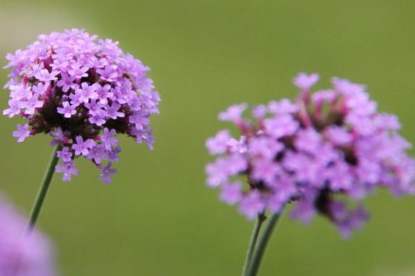馬鞭草怎么種 馬鞭草種植方法與注意事項
