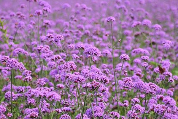 馬鞭草怎么種 馬鞭草種植方法與注意事項