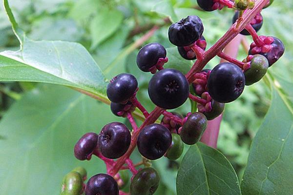 商陸功效與作用及禁忌 商陸藥用價值