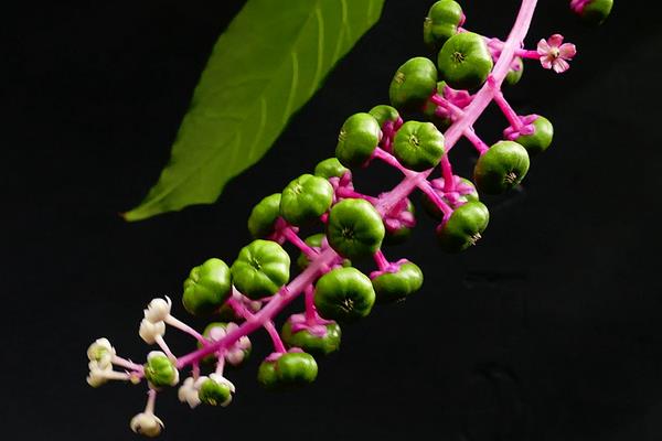 商陸市場(chǎng)價(jià)格多少錢一斤 商陸種植方法