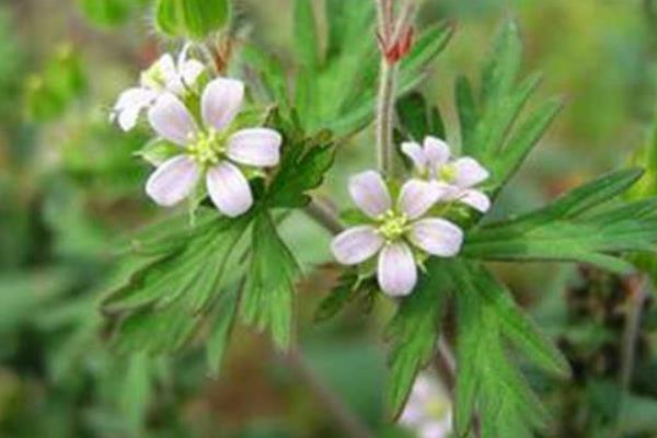 老鸛草功效與作用及禁忌 老鸛草藥用價值