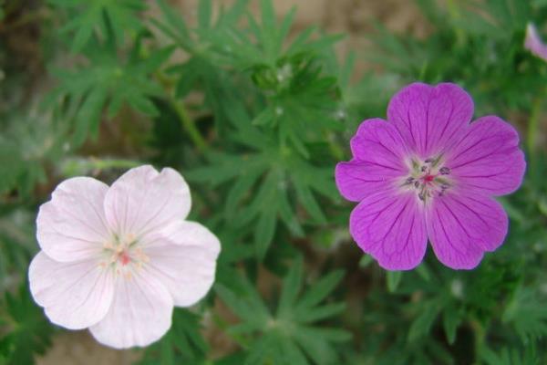老鸛草圖片大全 老鸛草產地在哪里