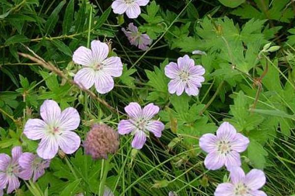 老鸛草圖片大全 老鸛草產地在哪里