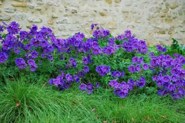 老鸛草圖片大全 老鸛草產地在哪里