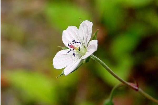 老鸛草圖片大全 老鸛草產地在哪里