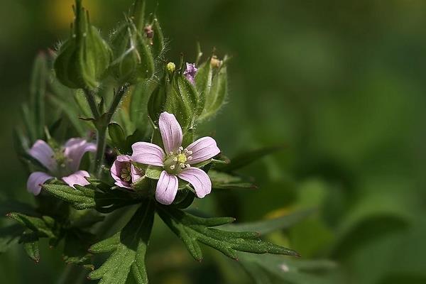 老鸛草圖片大全 老鸛草產地在哪里