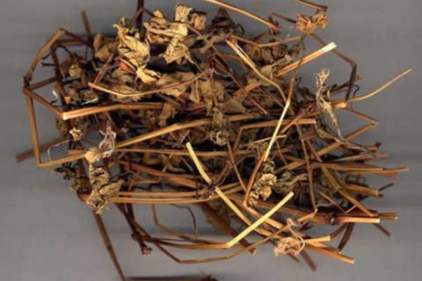 老鸛草圖片大全 老鸛草產地在哪里