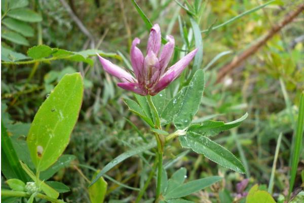 老鸛草圖片大全 老鸛草產地在哪里