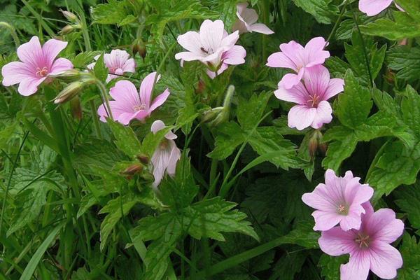 老鸛草圖片大全 老鸛草產地在哪里