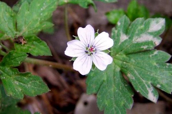 老鸛草圖片大全 老鸛草產地在哪里