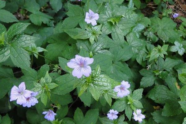 老鸛草圖片大全 老鸛草產地在哪里
