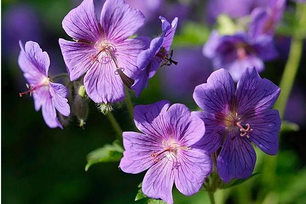 老鸛草圖片大全 老鸛草產地在哪里