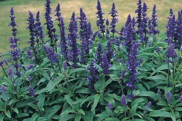 鼠尾草圖片大全 鼠尾草花語及寓意