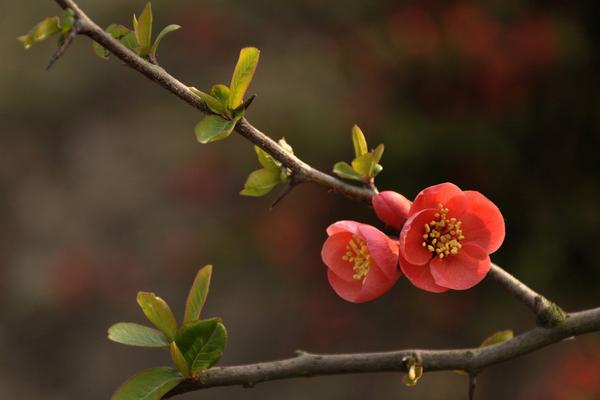 球根海棠怎么養 球根海棠的養殖方法與注意事項