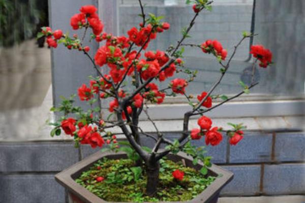 球根海棠怎么養 球根海棠的養殖方法與注意事項