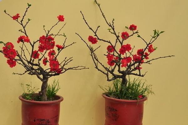 球根海棠怎么養 球根海棠的養殖方法與注意事項