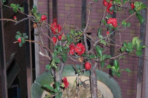 球根海棠怎么養 球根海棠的養殖方法與注意事項