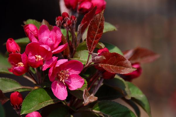 球根海棠市場價格多少錢一盆 球根海棠能活幾年