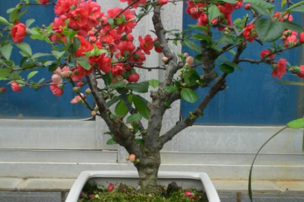 球根海棠怎么養 球根海棠的養殖方法與注意事項