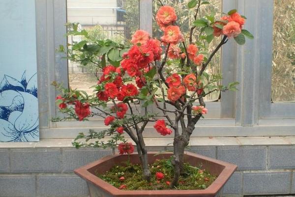 球根海棠怎么養 球根海棠的養殖方法與注意事項