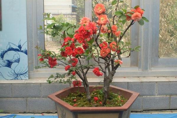 球根海棠市場價格多少錢一盆 球根海棠能活幾年