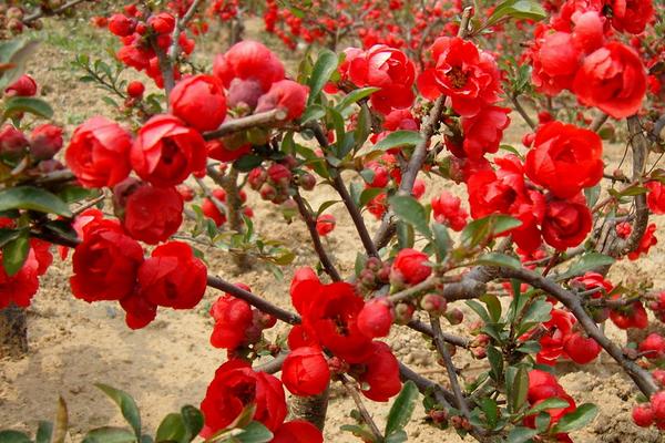 球根海棠市場價格多少錢一盆 球根海棠能活幾年