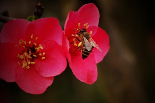 球根海棠市場價格多少錢一盆 球根海棠能活幾年