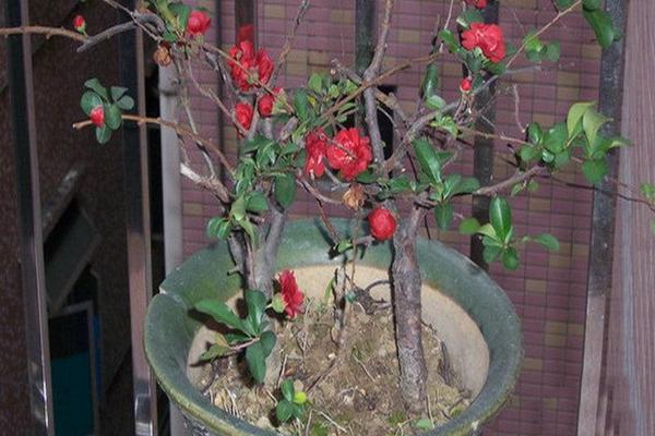 球根海棠市場價格多少錢一盆 球根海棠能活幾年